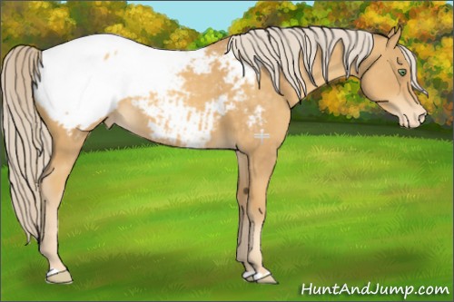 Horse Color:Gold Cream Champagne Snowcap 