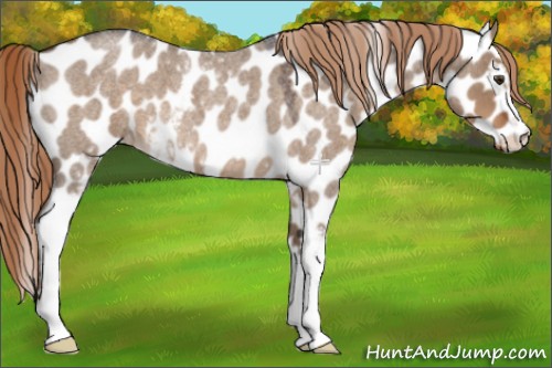 Horse Color:White Spotted Liver Red Dun Roan Appaloosa 