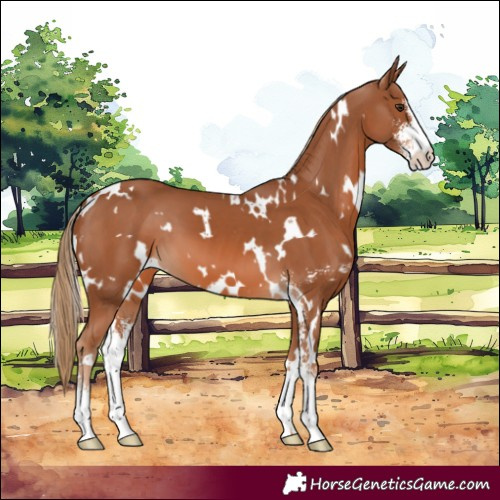Horse Color:White Spotted Chestnut Sabino 
