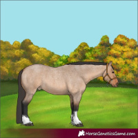 Horse Color:Bay Roan Dun Tobiano 
