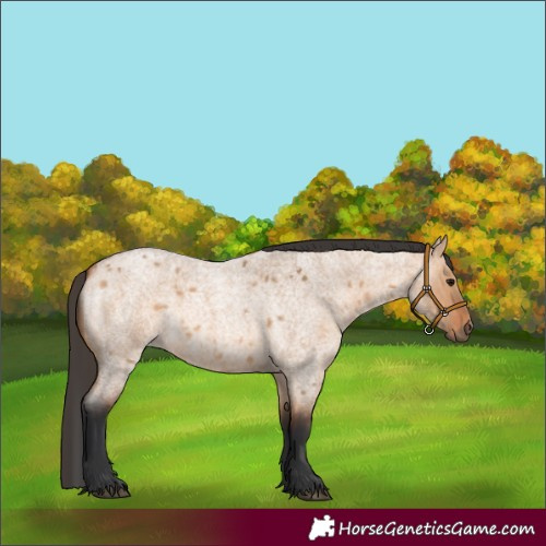 Horse Color:Unknown 
