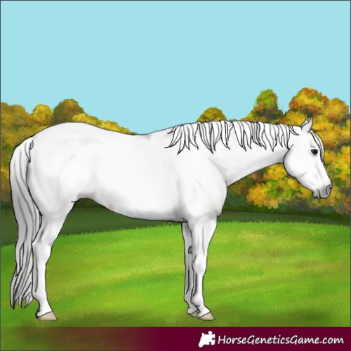 Horse Color:Gray Bay Tobiano Frame 