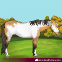 Horse Color:Buckskin Frame 