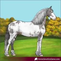 Horse Color:White Spotted Brown Frame Appaloosa