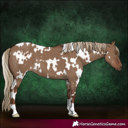 Horse Color:White Spotted Liver Red Dun 
