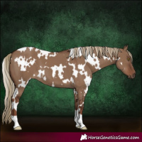 Horse Color:White Spotted Liver Red Dun 