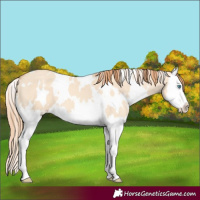 Horse Color:White Spotted Gold Champagne Dun Splash 