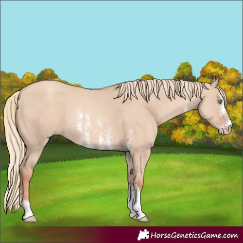 Horse Color:Gold Champagne Dun Sabino 