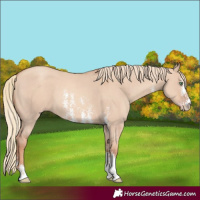 Horse Color:Gold Champagne Dun Sabino