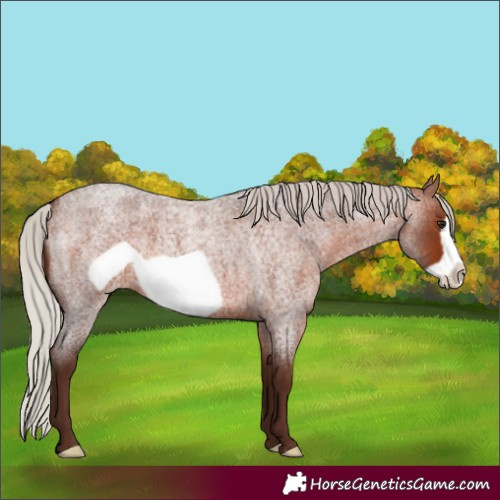 Horse Color:Silver Bay Roan Frame 