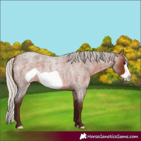Horse Color:Silver Bay Roan Frame 