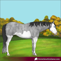 Horse Color:Blue Roan Splash 
