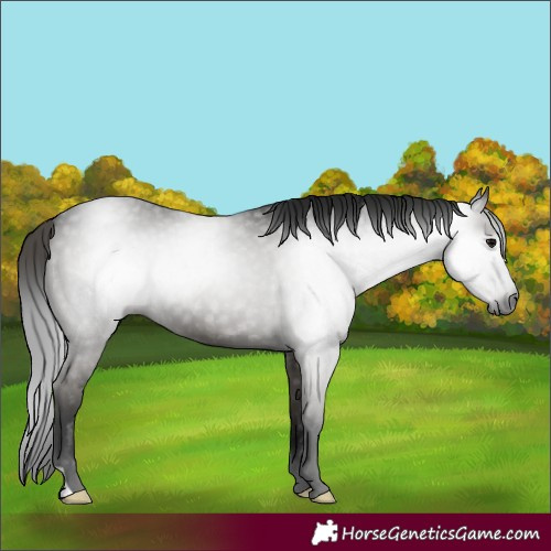 Horse Color:Gray Black 