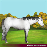 Horse Color:Gray Black 