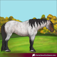 Horse Color:Brown Roan