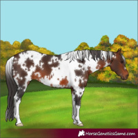 Horse Color:White Spotted Brown 