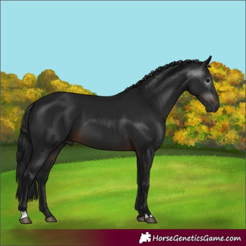 Horse Color:Gray Brown 