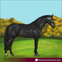 Horse Color:Gray Brown
