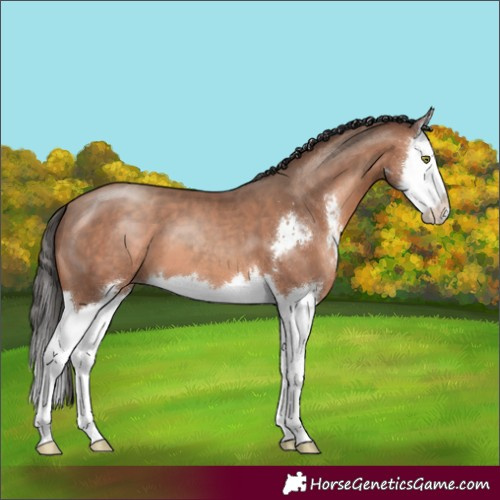 Horse Color:Sable Champagne Sabino Splash 