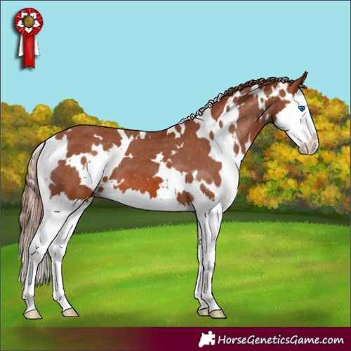 Horse Color:White Spotted Chestnut Splash Appaloosa 