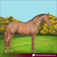 Horse Color:Chestnut Appaloosa 
