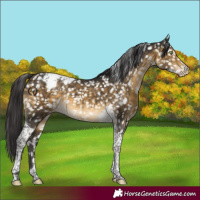 Horse Color:Buckskin Tobiano Appaloosa Rabicano