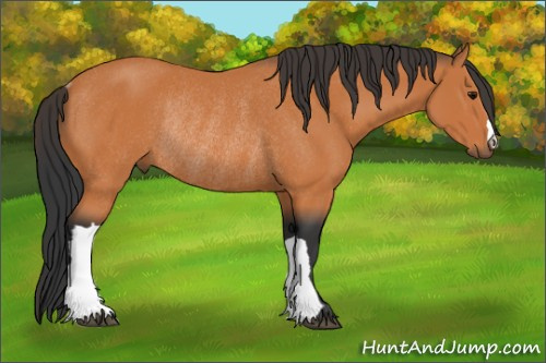 Horse Color:Bay Rabicano 