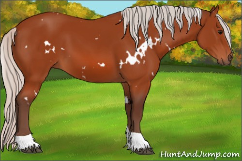 Horse Color:White Spotted Silver Bay Tobiano 