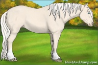 Horse Color:Cremello Sabino Tobiano 
