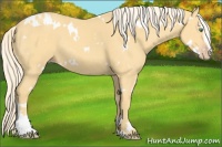 Horse Color:White Spotted Gold Cream Champagne Sabino