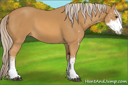 Horse Color:Palomino Sabino 