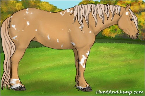 Horse Color:White Spotted Palomino Sabino 