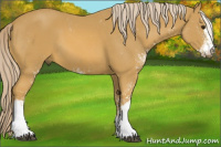 Horse Color:Palomino Sabino
