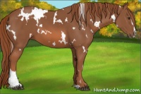 Horse Color:White Spotted Chestnut Sabino 