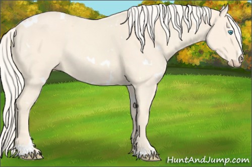 Horse Color:White Spotted Cremello Sabino 