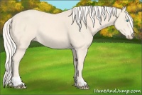 Horse Color:Cremello Sabino