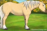 Horse Color:Palomino Sabino