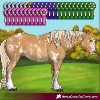 Horse Color:White Spotted Palomino Sabino