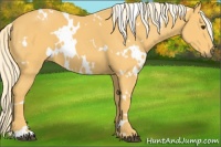 Horse Color:White Spotted Palomino