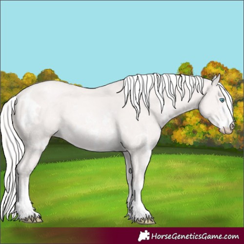 Horse Color:White Spotted Cremello Sabino 
