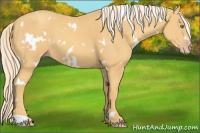 Horse Color:White Spotted Gold Cream Champagne 