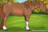 Horse Color:Chestnut Sabino Tobiano