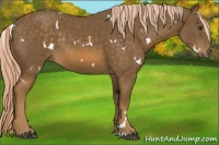 Horse Color:White Spotted Chocolate Palomino Rabicano