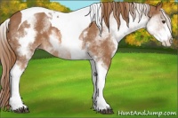 Horse Color:White Spotted Chestnut Tobiano