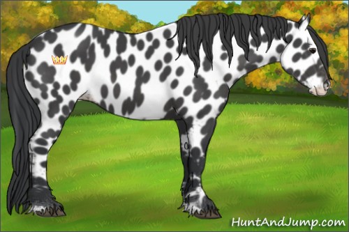 Horse Color:Black Sabino Appaloosa 