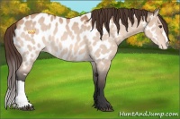 Horse Color:Bay Dun Appaloosa 