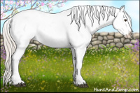 Horse Color:Palomino Appaloosa