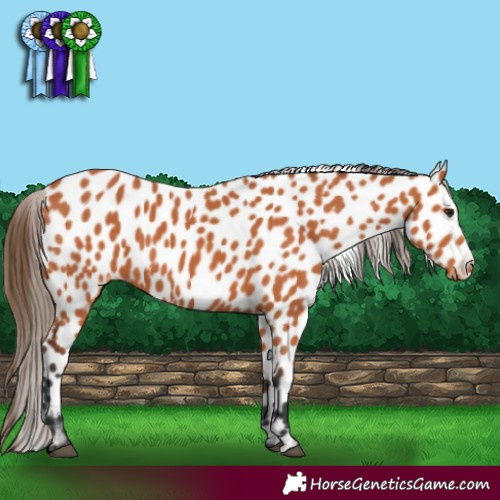 Horse Color:Bay Leopard 