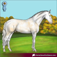 Horse Color:Palomino Pearl Sabino 