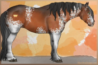 Horse Color:White Spotted Bay 